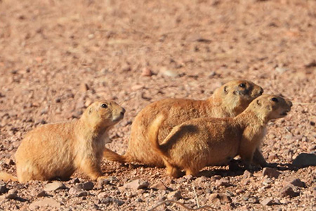 En la Reserva de Janos, Chihuahua, continúan los esfuerzos para proteger al perrito llanero mediante monitoreos científicos y restauración de hábitats.