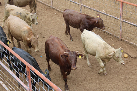 Chihuahua se suma a propuesta nacional para fortalecer los cinturones sanitarios ganaderos, medida clave para controlar enfermedades como brucelosis, tuberculosis y gusano barrenador del ganado.