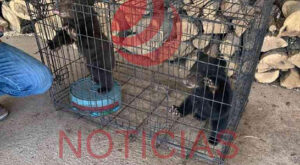 En Ciudad Madera, Chihuahua, dos oseznos fueron rescatados tras un incendio forestal que cobró la vida de su madre. La Profepa trabaja en su rehabilitación y reintroducción.