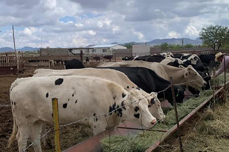 La Secretaría de Desarrollo Rural ofrece créditos de hasta 250 mil pesos a pequeños y medianos ganaderos afectados por el cierre de la frontera por el Gusano Barrenador del Ganado.