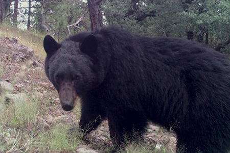 Oso negro americano fue visto en Janos, Chihuahua, gracias al monitoreo de la comunidad y cámaras trampa. La CONANP destacó su papel vital en el equilibrio ecológico del norte del país.