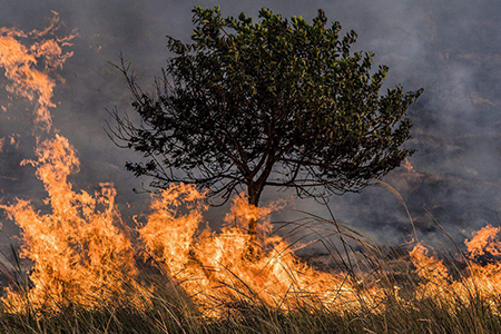 Chihuahua registra ocho incendios forestales activos y lidera en cantidad a nivel nacional. Los siniestros afectan 803 hectáreas en municipios como Guachochi, Guadalupe y Calvo, y Guazapares.