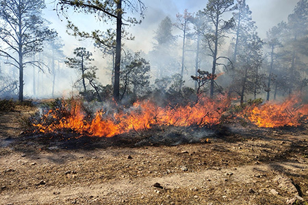 Más de 12 mil hectáreas han sido arrasadas por incendios forestales en la Sierra Tarahumara, reporta Conafor. El siniestro más grave ocurre en Moris, dentro del Área Natural Protegida de Tutuaca.