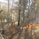 Chihuahua combate nueve incendios forestales activos en ocho municipios. 84 brigadistas trabajan en coordinación con SEDENA, CEPC y Conafor para contener los siniestros. Reporta al 800 737 0000.