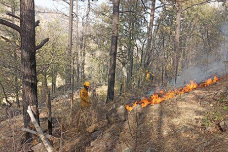 Chihuahua combate nueve incendios forestales activos en ocho municipios. 84 brigadistas trabajan en coordinación con SEDENA, CEPC y Conafor para contener los siniestros. Reporta al 800 737 0000.