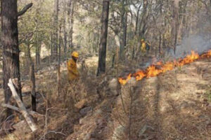 Chihuahua registra diez incendios forestales activos que afectan 897 hectáreas. Conafor reporta solo 91 brigadistas combatiendo el fuego en condiciones difíciles en zonas serranas.