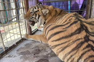 Profepa asegura a un tigre en un yonke de Ciudad Juárez. El animal estaba encerrado en una celda de malla ciclónica, sin bienestar ni documentos que acreditaran su procedencia legal.