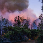 El incendio forestal en Tutuaca, zona protegida en Chihuahua, resurgió pese a lluvias recientes. El estado lidera la afectación nacional con más de 12 mil hectáreas dañadas por el fuego.
