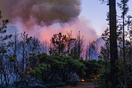 El incendio forestal en Tutuaca, zona protegida en Chihuahua, resurgió pese a lluvias recientes. El estado lidera la afectación nacional con más de 12 mil hectáreas dañadas por el fuego.