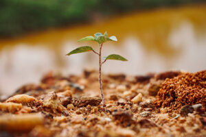 Reforestan la escuela Fondo Unido en Nuevo Casas Grandes. Invitan a la comunidad a unirse a la plantación de árboles este sábado a las 7:30 a.m. en la colonia Colosio.