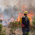 Brigadistas de Basaseachi celebran una intensa lluvia que sofocó un incendio forestal tras semanas de combate bajo sequía extrema. El fenómeno facilitó el control del fuego y levantó el ánimo del equipo.