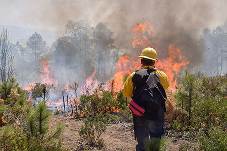 Brigadistas de Basaseachi celebran una intensa lluvia que sofocó un incendio forestal tras semanas de combate bajo sequía extrema. El fenómeno facilitó el control del fuego y levantó el ánimo del equipo.