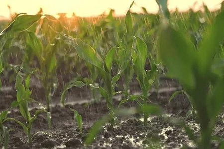 Las lluvias registradas en Chihuahua han revitalizado el campo y la ganadería. Más de 400 mil hectáreas sembradas reciben impulso en esta temporada clave para el sector agropecuario.
