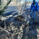 El Gobierno Municipal de Chihuahua inició labores de preparación en camellones y zonas verdes para la jornada de reforestación del Día Mundial del Medio Ambiente, mejorando condiciones del suelo.
