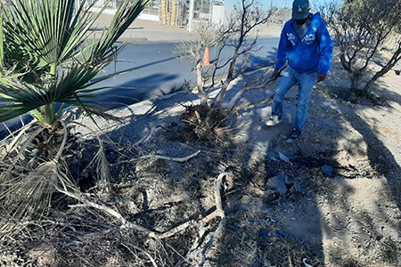 El Gobierno Municipal de Chihuahua inició labores de preparación en camellones y zonas verdes para la jornada de reforestación del Día Mundial del Medio Ambiente, mejorando condiciones del suelo.