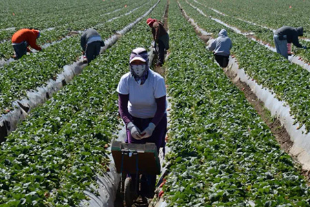 Donald Trump anunció cambios en su política migratoria tras reconocer que las redadas están afectando gravemente a trabajadores del campo, hoteles y ocio. Preparan nuevo decreto.