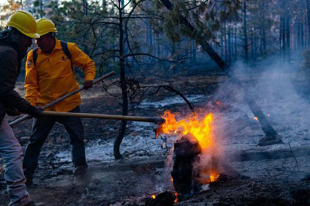 Un total de 41 incendios afectaron Áreas Naturales Protegidas en la Sierra Tarahumara. En Campo Verde, más de 21 mil hectáreas fueron consumidas por el fuego, algunos siniestros fueron intencionales.