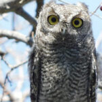 Un tecolote del oeste fue avistado en el tramo carretero Bavispe–Nuevo Casas Grandes. La SICT destacó la importancia de conservar la fauna silvestre en zonas de infraestructura.