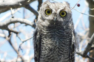 Un tecolote del oeste fue avistado en el tramo carretero Bavispe–Nuevo Casas Grandes. La SICT destacó la importancia de conservar la fauna silvestre en zonas de infraestructura.