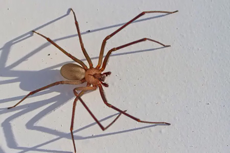 Reportan 22 mordeduras de araña violinista y 15 muertes por rickettsiosis en Chihuahua. Salud llama a la prevención en hogares y revisión constante de mascotas.