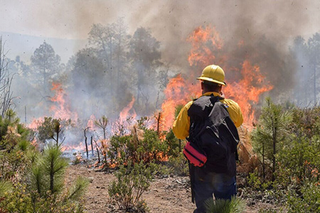 El estado de Chihuahua lleva tres semanas sin incendios forestales. Las condiciones climatológicas y la acción de brigadas forestales han sido claves. Autoridades llaman a seguir con medidas de precaución.