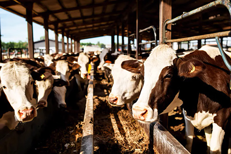 La gobernadora Maru Campos refuerza los cercos sanitarios en Chihuahua para proteger al ganado del Gusano Barrenador, preservando el estatus zoosanitario y las exportaciones a Estados Unidos.