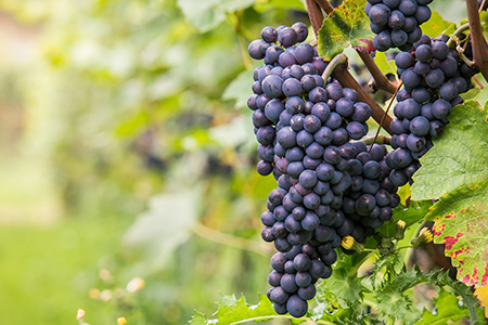 Chihuahua se consolida como nuevo destino vinícola en México. Desde 2010, la UACh impulsa el cultivo de uva de calidad y colabora con empresarios para elaborar vinos que ya destacan a nivel nacional.