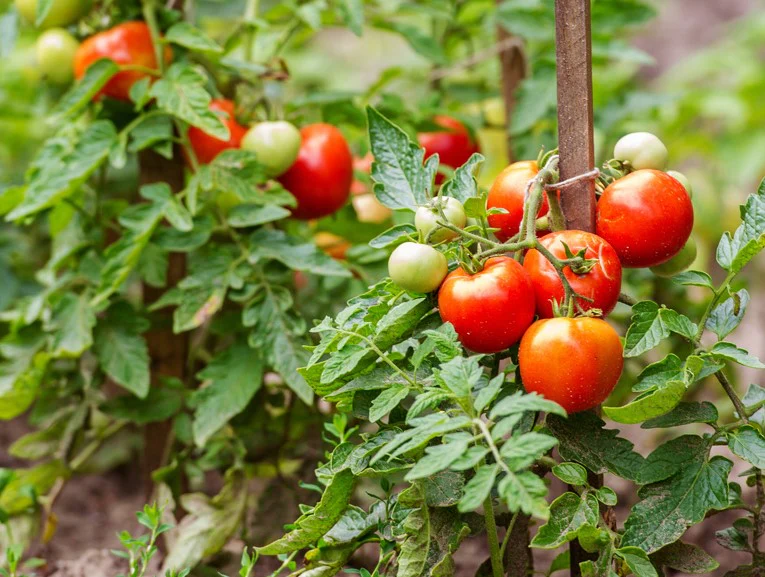 El retiro del Acuerdo de 2019 reactiva una investigación antidumping y deja al tomate mexicano expuesto a sanciones del 17.09% en Estados Unidos, afectando al sector exportador nacional.