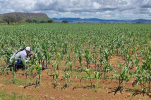 Más de 375 mil hectáreas en Chihuahua han sido revitalizadas por las lluvias. SDR proyecta siembras extendidas y mejor rendimiento agrícola en todo el estado.