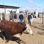 El Gobierno de Chihuahua entregó toros de alta genética a ganaderos de Madera, fortaleciendo la productividad y calidad del hato local. La iniciativa promueve una ganadería más competitiva.