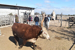 El Gobierno de Chihuahua entregó toros de alta genética a ganaderos de Madera, fortaleciendo la productividad y calidad del hato local. La iniciativa promueve una ganadería más competitiva.