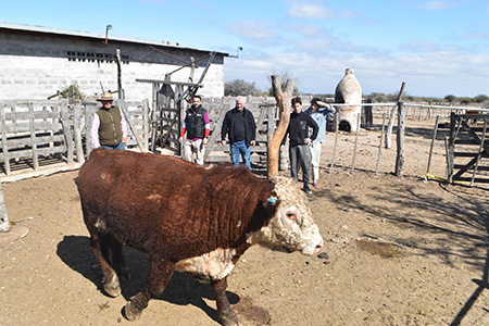 El Gobierno de Chihuahua entregó toros de alta genética a ganaderos de Madera, fortaleciendo la productividad y calidad del hato local. La iniciativa promueve una ganadería más competitiva.