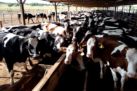 La Secretaría de Desarrollo Rural capacitó a más de 5 mil ganaderos en Chihuahua para detectar y controlar el gusano barrenador del ganado.