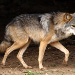 Cinco ejemplares de lobo gris mexicano viven en el Parque Benito Juárez. Su conservación incluye programas de bienestar, genética y proyectos de reintroducción a hábitats naturales.