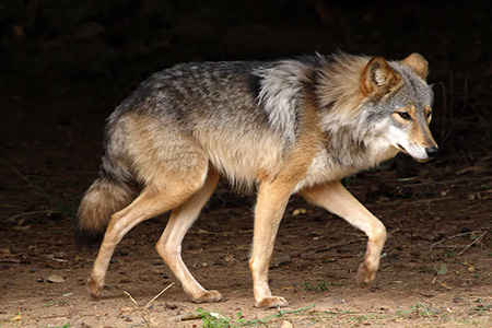 Cinco ejemplares de lobo gris mexicano viven en el Parque Benito Juárez. Su conservación incluye programas de bienestar, genética y proyectos de reintroducción a hábitats naturales.