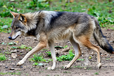 El lobo gris mexicano ha mostrado un leve repunte poblacional, pero su diversidad genética limitada y los conflictos con ganaderos lo mantienen en peligro de extinción.