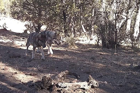 La Conanp confirmó el primer nacimiento en libertad de un lobo mexicano en Janos, Chihuahua, hecho histórico en el programa binacional para recuperar esta especie en peligro de extinción.