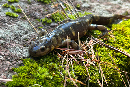 La CONANP reporta el primer avistamiento oficial de una salamandra Tarahumara en el Santuario de la Cotorra Serrana Occidental, un hecho que evidencia el equilibrio ecológico de esta zona serrana de Chihuahua.