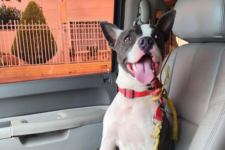 La Dirección de Ecología de NCG rescató a un perro abandonado fuera de Alsuper. El can fue puesto bajo resguardo de PawQuimé y estará en observación tres días