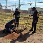 El 35/o Batallón de Infantería y Defensas Rurales de Ciudad Madera reforestaron la Secundaria Técnica No. 8 en NCG, plantando 18 pinos para mejorar el entorno escolar.