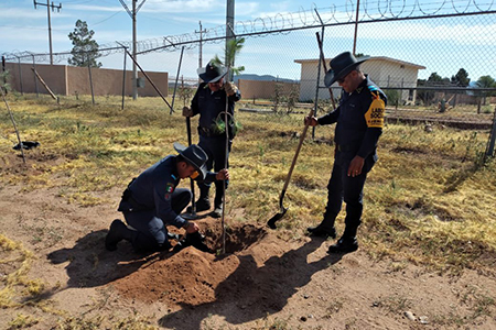 El 35/o Batallón de Infantería y Defensas Rurales de Ciudad Madera reforestaron la Secundaria Técnica No. 8 en NCG, plantando 18 pinos para mejorar el entorno escolar.