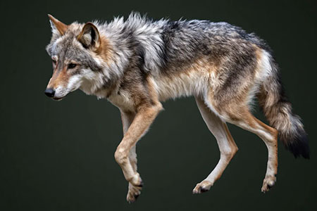 México y EE. UU. colaboran en la recuperación del lobo mexicano, logrando cerca de 600 ejemplares tras iniciar el programa con solo siete fundadores genéticos.