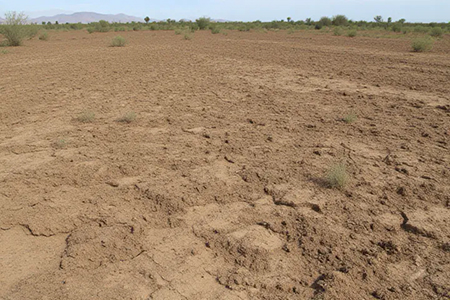 La degradación del suelo por sequías y erosión reduce cosechas y eleva los precios de alimentos en Chihuahua. Expertos recomiendan agricultura regenerativa y manejo sostenible del agua.