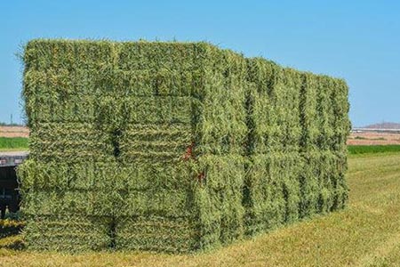 Chihuahua produce el 30.6 % de la alfalfa nacional, con 832 mil hectáreas cosechadas. SDR y Fundación Produce promueven innovación y uso sustentable del agua.