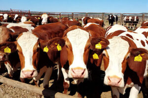La gobernadora Maru Campos y Álvaro Bustillos viajarán a Texas para dialogar con autoridades texanas y reabrir la frontera a la exportación de ganado chihuahuense.