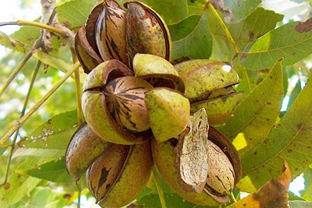 Chihuahua lidera la producción de nuez pecana con más del 61% del total nacional. La SDR impulsa valor agregado y exportación del cultivo.
