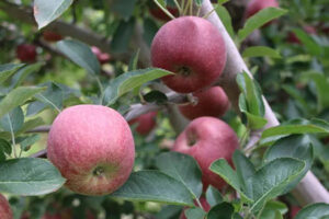 Chihuahua reafirma su liderazgo en producción de manzana en México con más del 85% del total nacional y una cosecha de 664 mil toneladas en 2024.