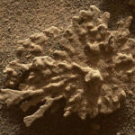 El rover Curiosity fotografió en Marte una roca con apariencia de coral, formada por minerales y erosión, prueba de que el planeta tuvo agua líquida en el pasado.