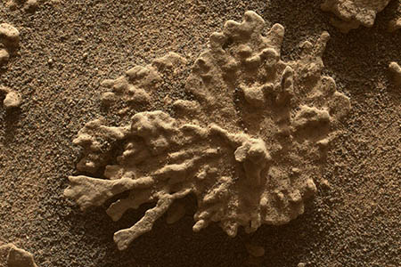 El rover Curiosity fotografió en Marte una roca con apariencia de coral, formada por minerales y erosión, prueba de que el planeta tuvo agua líquida en el pasado.