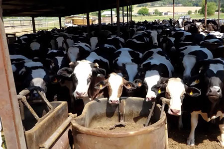 El Gobierno de Chihuahua avanza en el mejoramiento genético del ganado con la entrega de toros a productores mediante subsidios de hasta $15 mil por ejemplar.